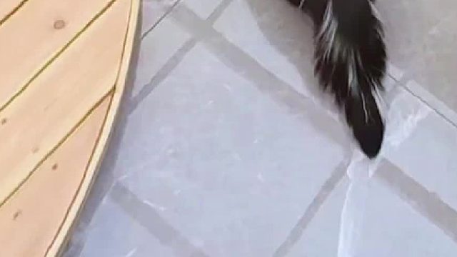 相比小流浪们，小臭鼬的生活实在是太奢侈了#萌宠日常记录 #我的公益一分钟 #一分钟改变它的命运