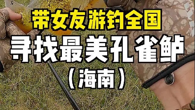 跑到中国最南端，解锁了最美的稀有鱼种“孔雀鲈鱼“