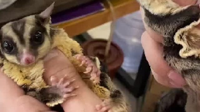 #蜜袋鼯新手指南 几乎一模一样，性格也很像，这才是父子局。#奇妙的动物