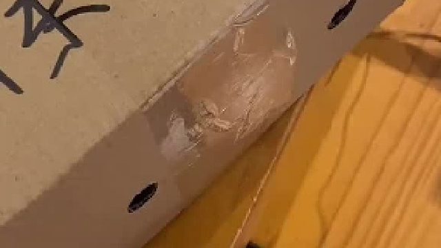 #奶油蜜袋鼯 等它一天了，激动的心，红眼睛的小蜜～