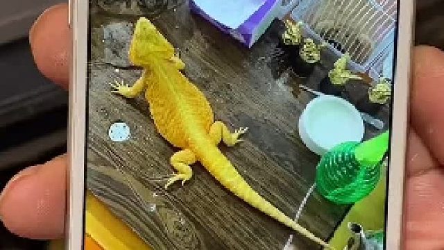 这是正常现象，说明你把它养大了#爬宠