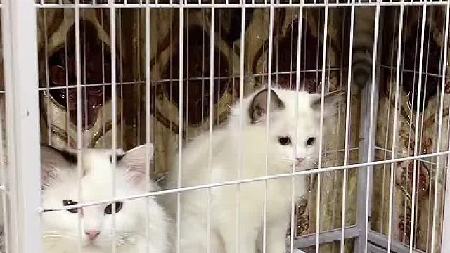 家里没有一个想我的。#小奶猫的成长日记 @少宇的宇