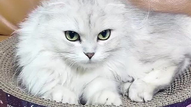 强哥后背的毛被她男朋友拽秃了，不知道什么时候能长出来，很伤心。#小奶猫的成长日记 @少宇的宇