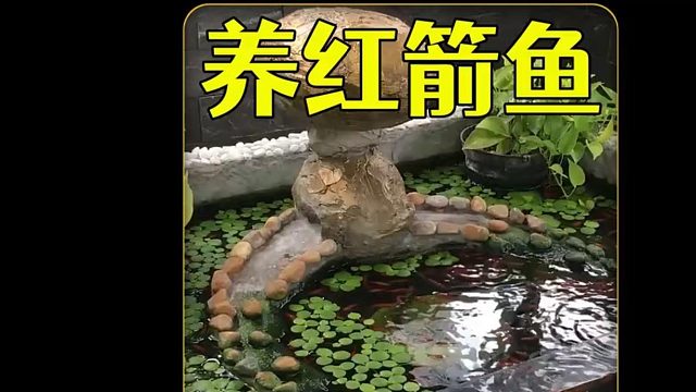 沉浸式养红箭鱼
