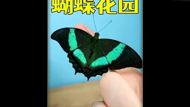 沉浸式养蝴蝶，用9只蝴蝶蛹打造蝴蝶花园