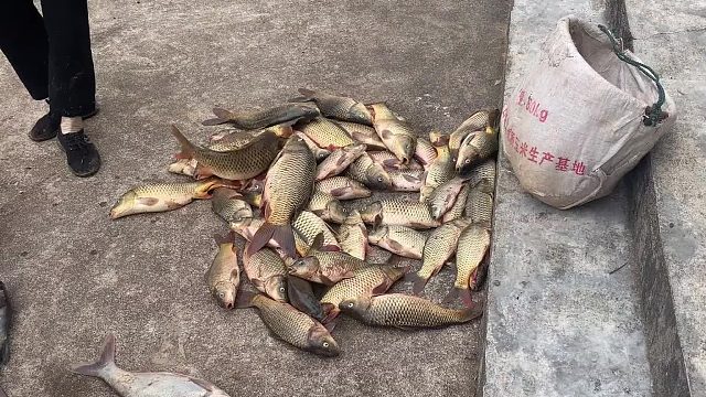 鱼塘清理之前，我们先放水抓鱼