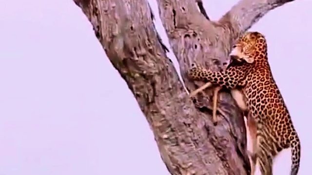 花豹妈妈抓到了羚羊，它呼唤小花豹吃饭，小花豹爬树回家