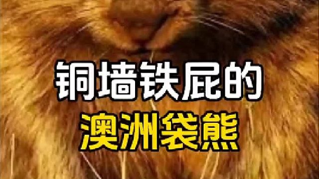 拥有铜墙铁屁的澳洲袋熊，屁股不仅可以卖萌还可以打架