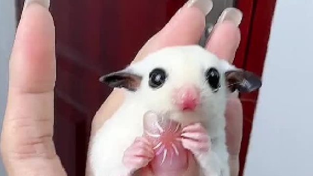 墨耳白马弟弟，奶呼呼的真好rua吖