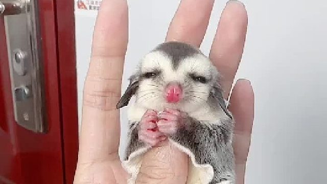 耳朵拉拢下来，好像一只小猪
