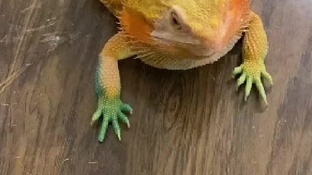 #奇妙的动物 #爬宠 大胖今天是勇士