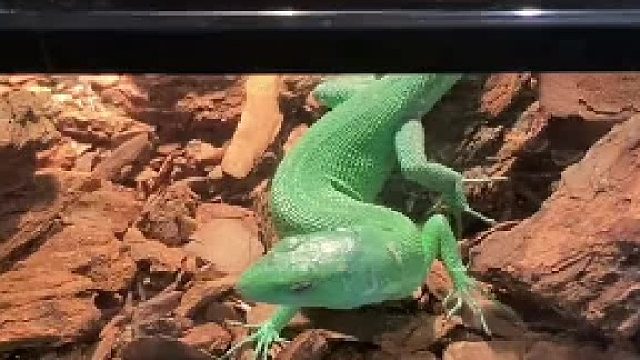 #奇妙的动物 其实没感觉，这个动作太刺激，请勿模仿#爬宠