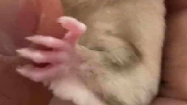 有了它甜蜜蜜，爱宠之人是福气#自动字幕 #家有萌鼠 #萌宠蜜袋鼯