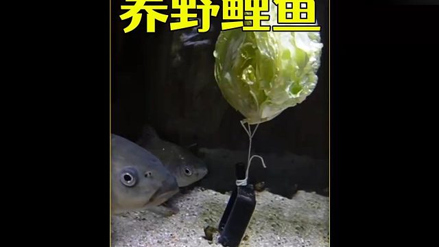 4年前在野外抓的小鲤鱼，养在大缸里，没想到现在长成这样？