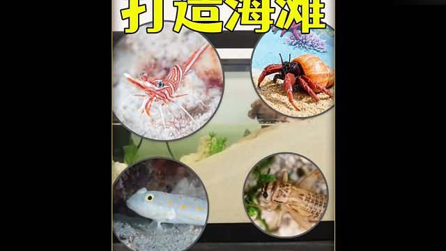 沉浸式打造海滩生态