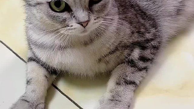 豆子现在变了，开始揍自己的孩子了。#小奶猫的成长日记 #卫仕