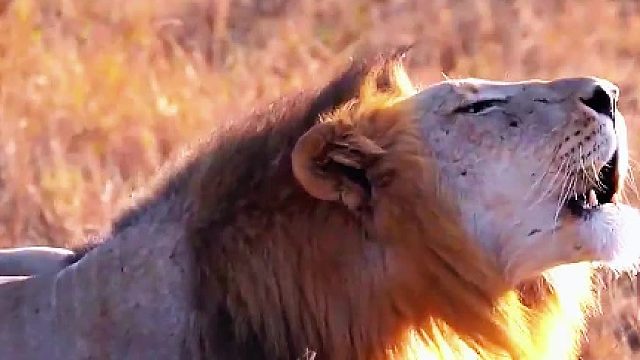 狮王惹母狮生气，它要如何哄母狮开心呢？