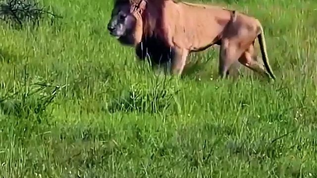 狮王打败外来狮子，保护了领地和狮群，母狮恭迎狮王回家