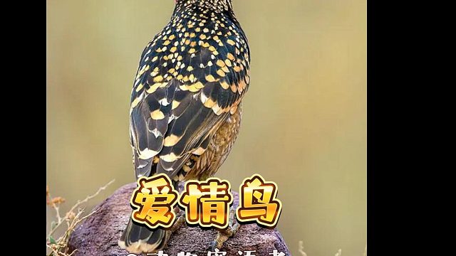 懵懵懂懂爱情鸟!