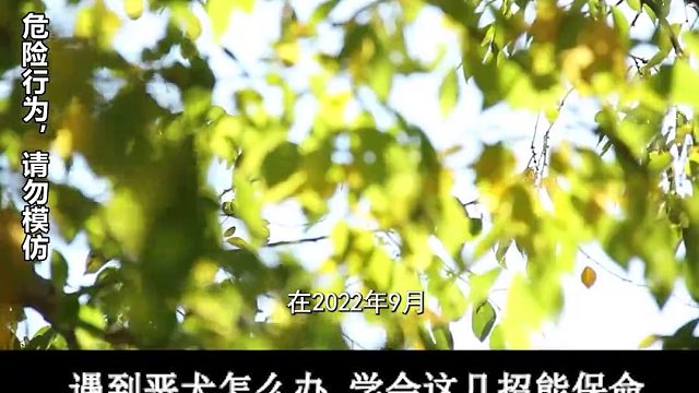 过年回村遇恶犬怎么办？5招教你逃出生天，遇这几种恶犬记得躲远 3