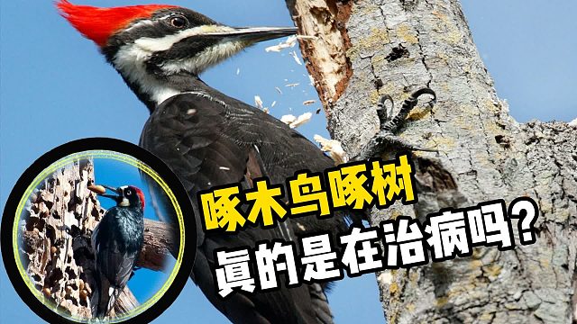 啄木鸟啄树，真的是在治病吗？看完明白