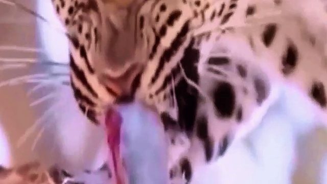 花豹挤压美味的肥肠