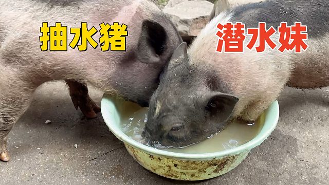 潜水妹遇上抽水猪，这回一盆清水，2妖原形毕露【第211天】