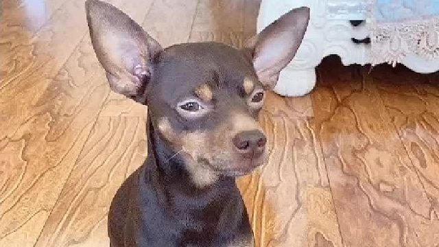 啵啵乐：小白比我还小气