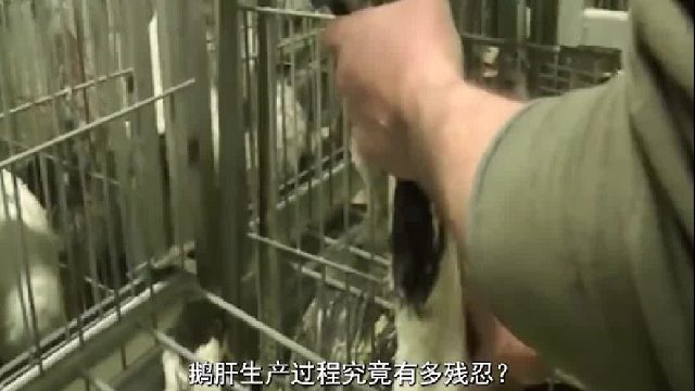 鹅肝的制作过程有多残忍？吃到器官破裂还要吃，鹅肝该不该禁止？1