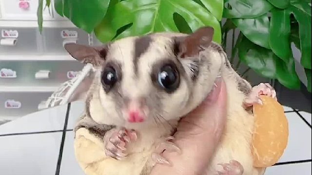 今天只想吃肉肉，不吃水果。