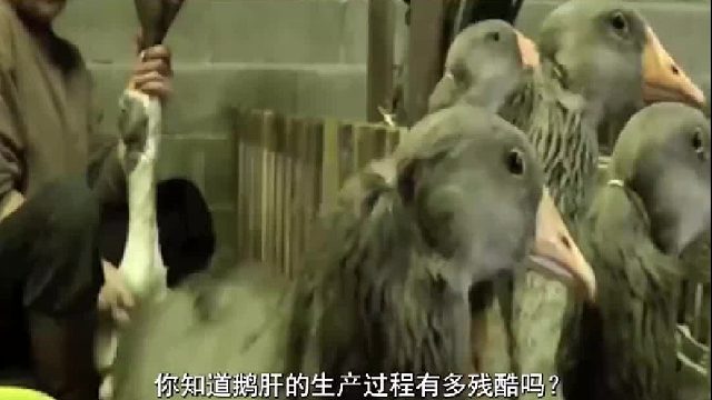 鹅肝的制作过程有多残忍？吃到器官破裂还要吃，鹅肝该不该禁止？2