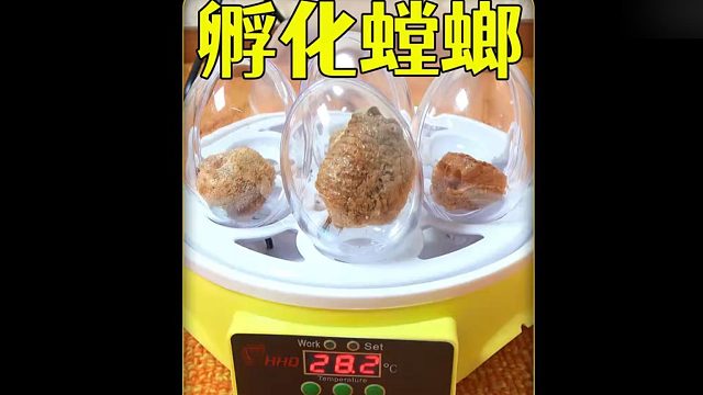 沉浸式孵化螳螂卵