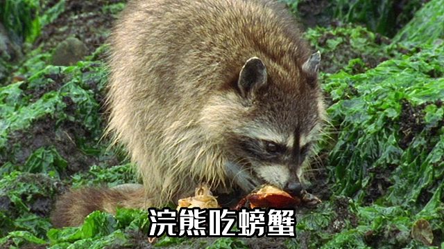 可爱的小浣熊赶海