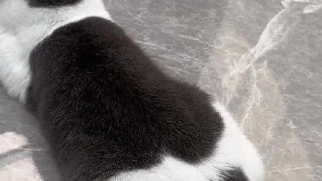 这猫的尾巴大概率不是它自己的……#猫咪的迷惑行为 #谁能拒绝傻憨憨的小猫咪 #记录猫咪日常