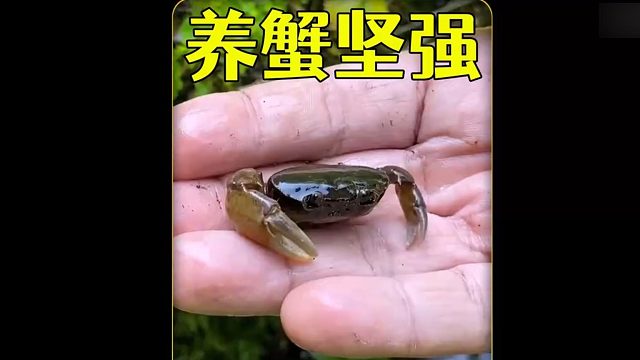 沉浸式养蟹坚强，野外发现一只没腿的螃蟹