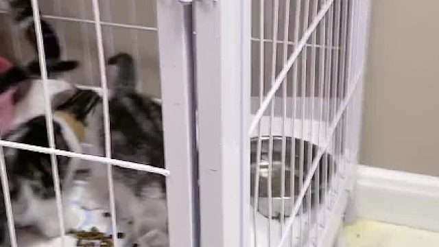 真闹挺啊真闹挺，这群猫崽真闹挺。#小奶猫的成长日记 @少宇的宇