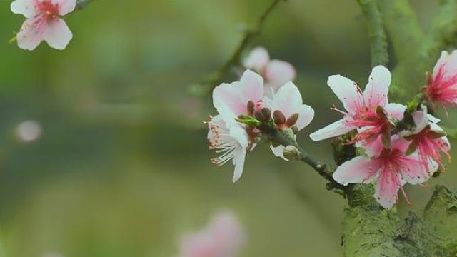 三款春日美食，尝鲜正当时