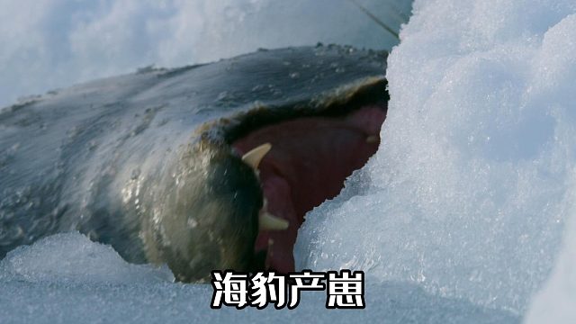 威德尔氏海豹产崽