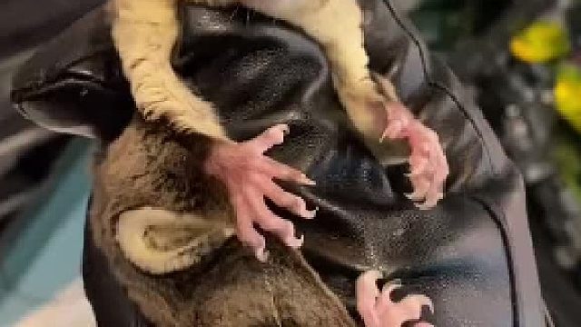 #奇妙的动物 #蜜袋鼯训练 给玩家盘一个小蜜，未完待续