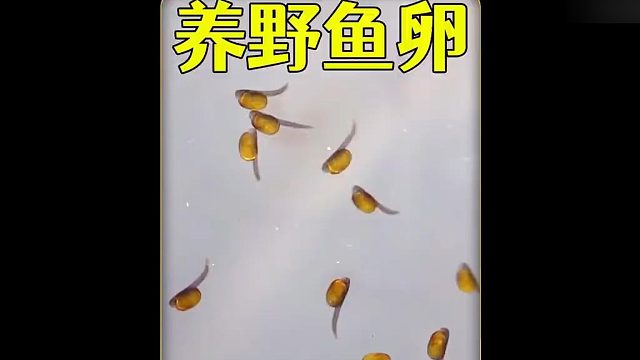 沉浸式养鱼卵，在野外发现几千个黑鱼卵带回家养起来，结果太难了