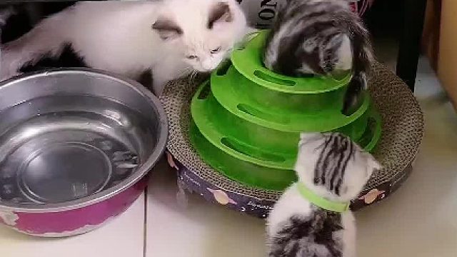 抓他们几个我的拖鞋是费了。#小奶猫的成长日记