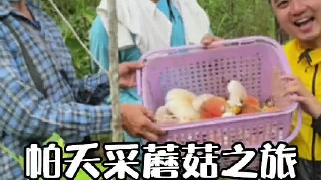 终于体会到什么是捡菌子的快乐，快来帮我看看都是什么蘑菇#捡菌子 #野生菌