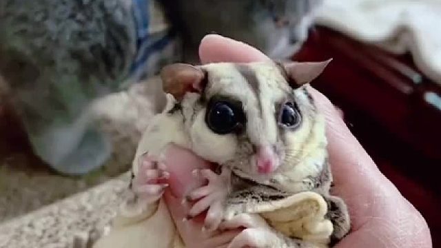 神奇动物在哪里