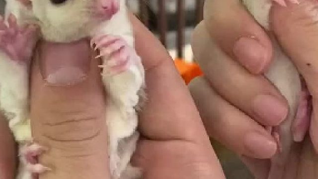 #自动字幕 又找到一个很相似却有差异很大的#宠物成精啦