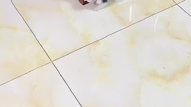 知道什么叫乐极生悲吗？小橙子功力不减当年。#小奶猫的成长日记