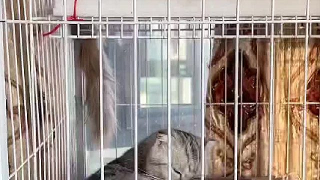 今天竟然没成功，看看以后咋样。#小奶猫的成长日记