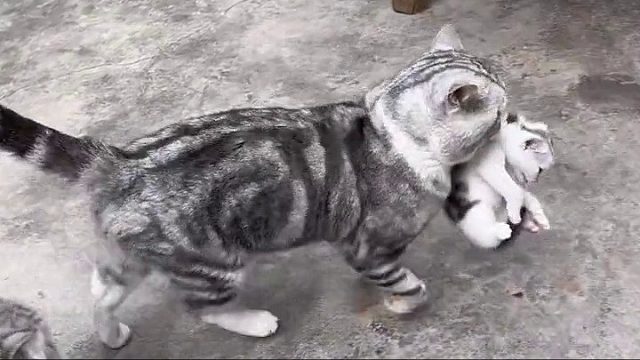 它肯定以为自己抓了只大老鼠