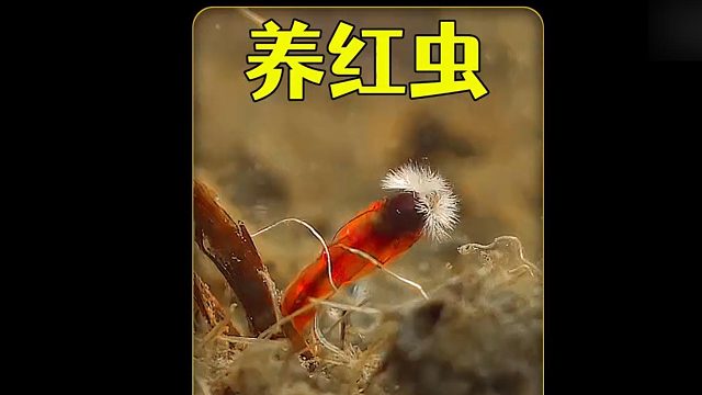 沉浸式养红虫，野外采集了些红虫结果变成了蚊子，这是怎么回事？