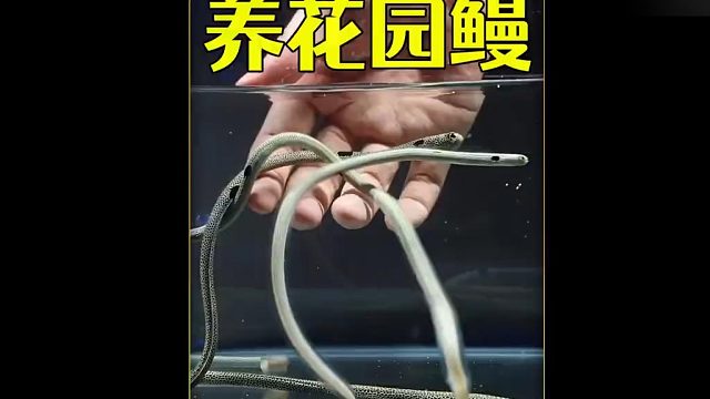 沉浸式养花园鳗，把水族馆看到的奇怪生物养在家里，超有趣超好玩