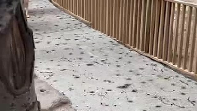 人类我夹，朋友我夹，我谁都夹